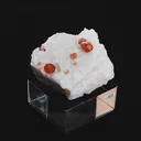 specimen video