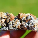 Sphalerite and Quartz 111 grams - Haus Rappoltstein vein, Neuenburg, Haut-Rhin, Alsace, France - image 6