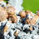 Sphalerite and Quartz 111 grams - Haus Rappoltstein vein, Neuenburg, Haut-Rhin, Alsace, France - image 3