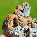 Sphalerite and Quartz 111 grams - Haus Rappoltstein vein, Neuenburg, Haut-Rhin, Alsace, France - image 2