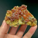 specimen video