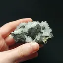 specimen video