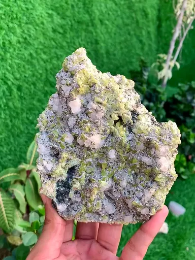 specimen video