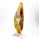 specimen video