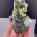 specimen video