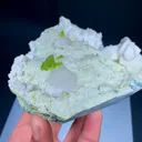 specimen video