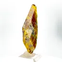 specimen video