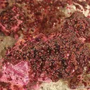 Spherocobaltite on Calcite - image 4