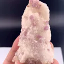 specimen video