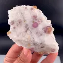 specimen video