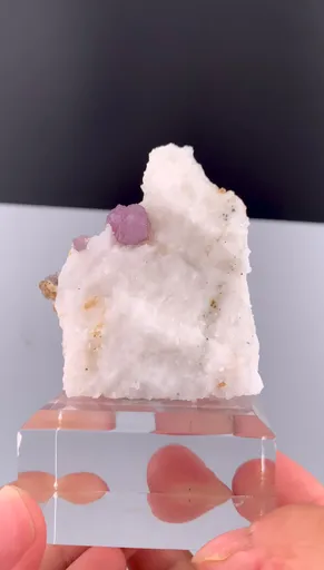 specimen video