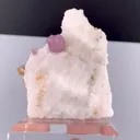 specimen video