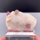 specimen video