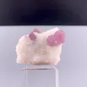 specimen video