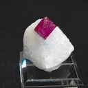 specimen video