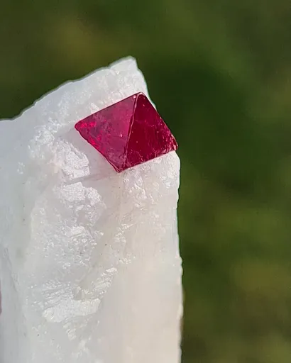 specimen video