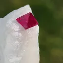 specimen video