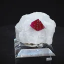 specimen video