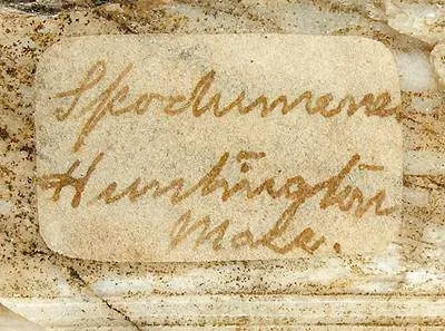 Spodumene - image 3