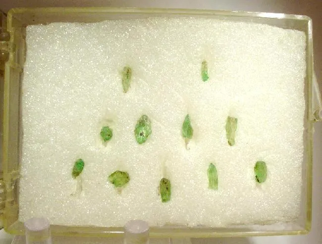 Spodumene (Var: Hiddenite) image