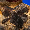 Staurolite - image 2