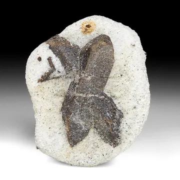 Staurolite from Kola Peninsula, Murmansk Oblast, Russia