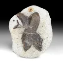 Staurolite from Kola Peninsula, Murmansk Oblast, Russia - image 1