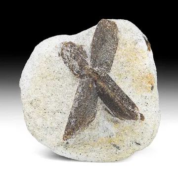 Staurolite from Kola Peninsula, Murmansk Oblast, Russia