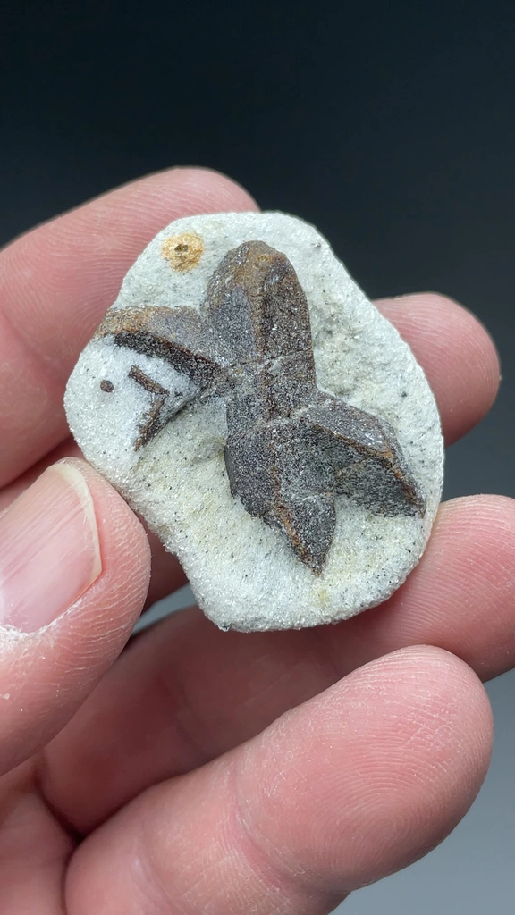 Staurolite from Kola Peninsula, Murmansk Oblast, Russia - image 2