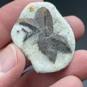 Staurolite from Kola Peninsula, Murmansk Oblast, Russia - image 2