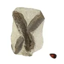 Staurolite (rough and cut set) - image 1
