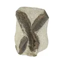 Staurolite (rough and cut set) - image 3