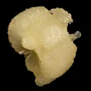 Stellerite Bow Natural Mineral Specimen - image 3