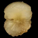 Stellerite Bow Natural Mineral Specimen - image 1