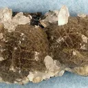 Stellerite, Calcite - image 1