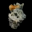 Stellerite Wings on Chalcedony Coral Formation Natural Mineral Specimen - image 3