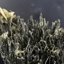 Stibnite & Barite - 356 grams - Herja Mine, Baia Mare, Maramureș, Romania - image 2