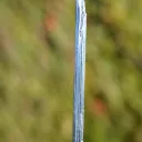 Stibnite & Calcite - 5 grams - Xikuangshan Sb deposit, Lengshuijiang Co., Loudi, Hunan, China - image 3