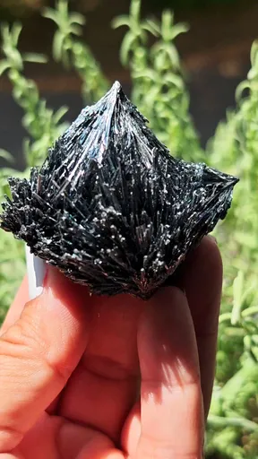 specimen video
