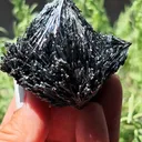 specimen video