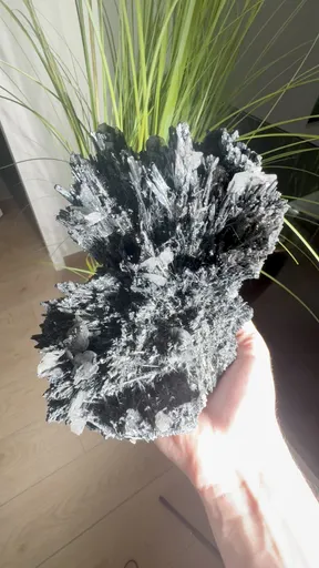 specimen video