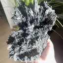 specimen video