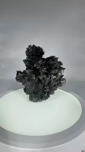 specimen video