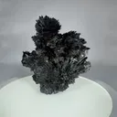specimen video