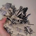 specimen video