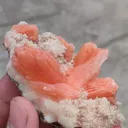 specimen video