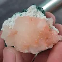 specimen video