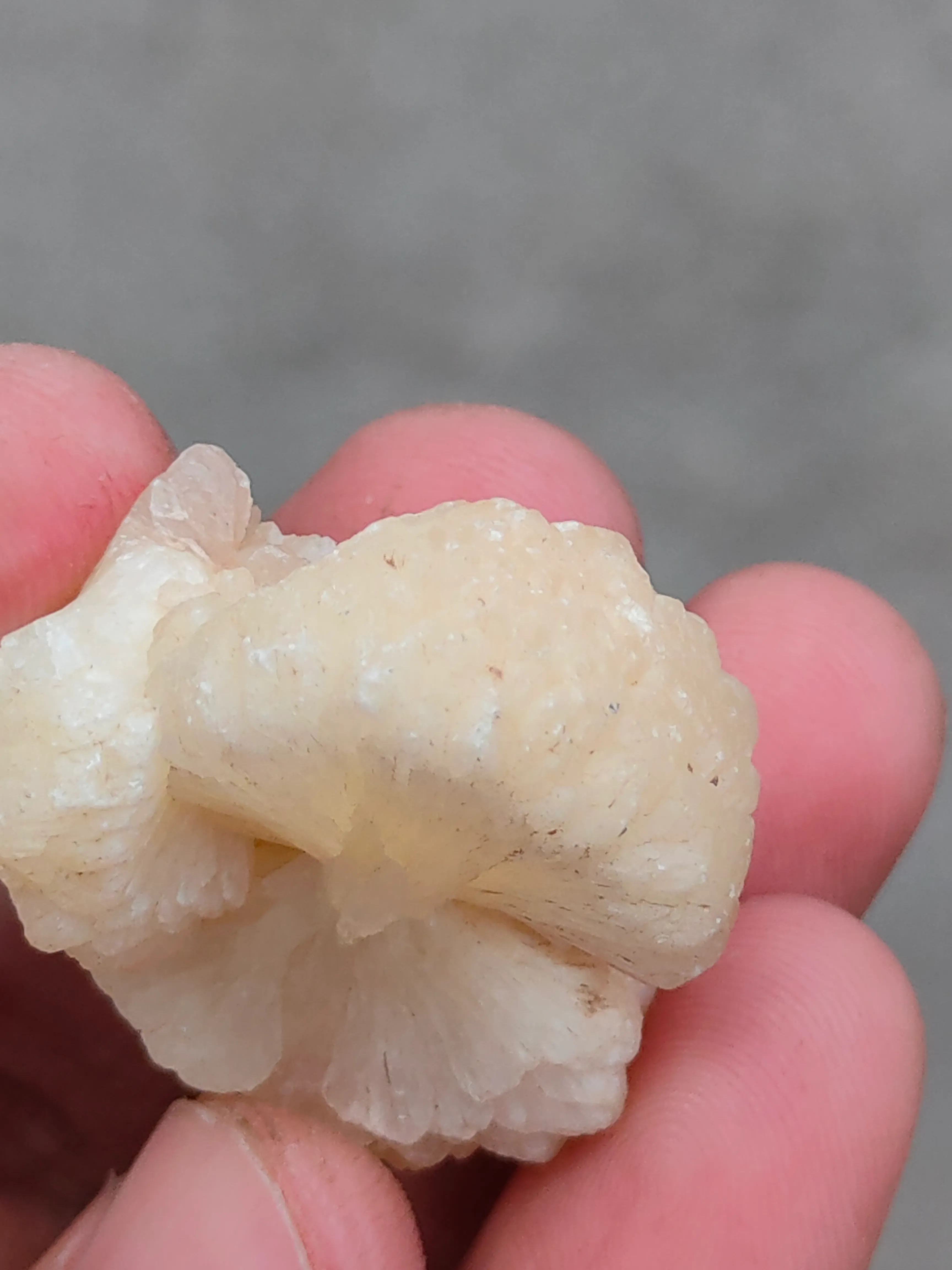 Stilbite Bow - image 4