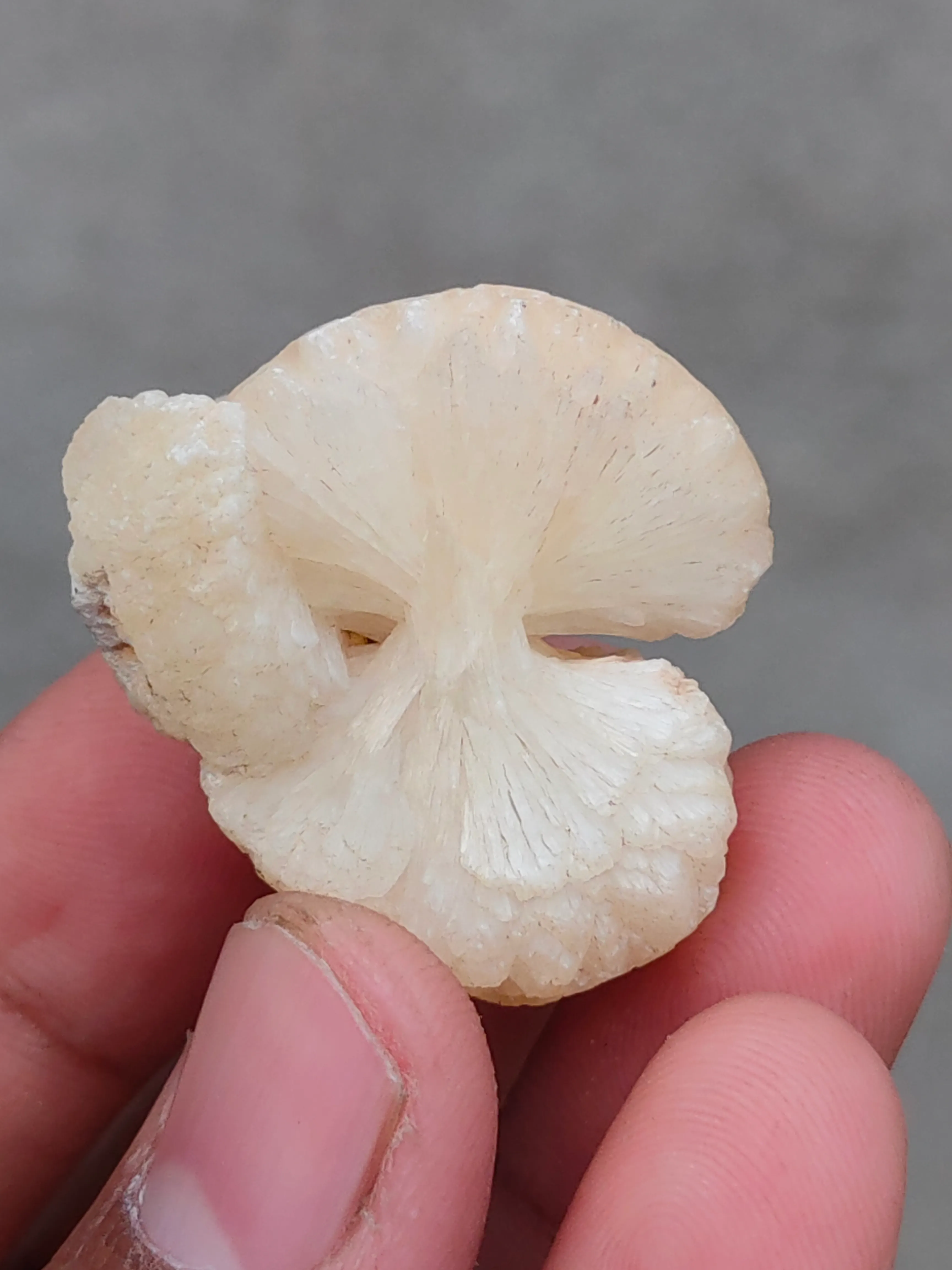 Stilbite Bow - image 6