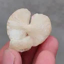 Stilbite Bow - image 3